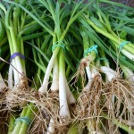 scallions scallions