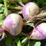 turnips turnips
